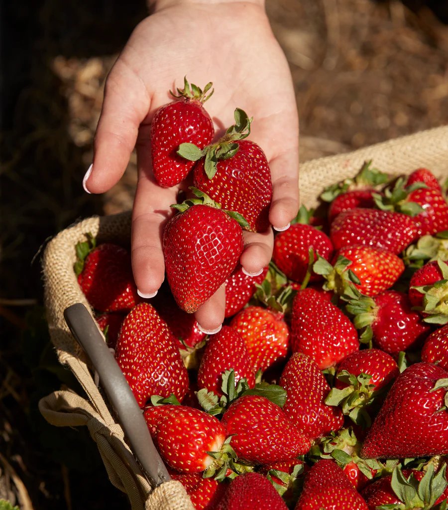 대표 체험: 딸기 따기 (Pick-Your-Own Strawberries)